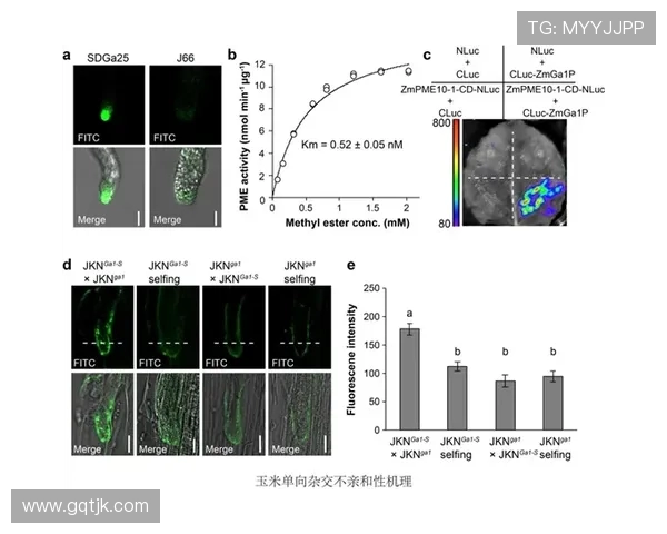 杭州攀岩队协作分析与训练策略探讨提升团队竞技水平的关键因素