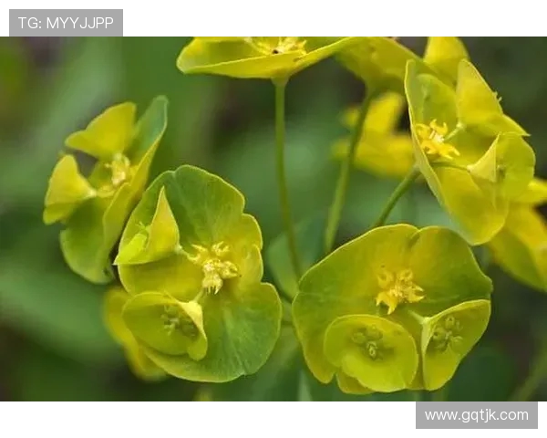 王秀英独家分享:深入解析足球技巧与战术心得的精彩之旅 王秀英独家分享:深入解析足球技巧与战术心得的精彩之旅